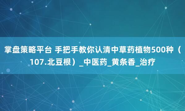 掌盘策略平台 手把手教你认清中草药植物500种(107.北豆根)_中医药_黄条香_治疗